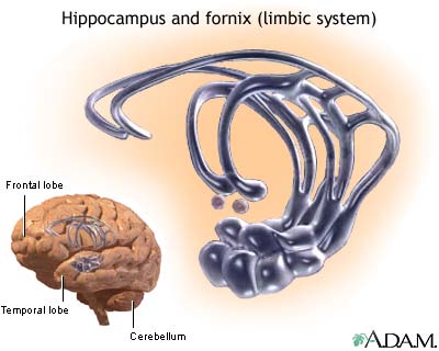 limbric brain